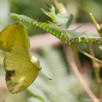 Eurema blanda Boisduval, 1836